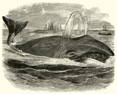 Greenland Whale by English School